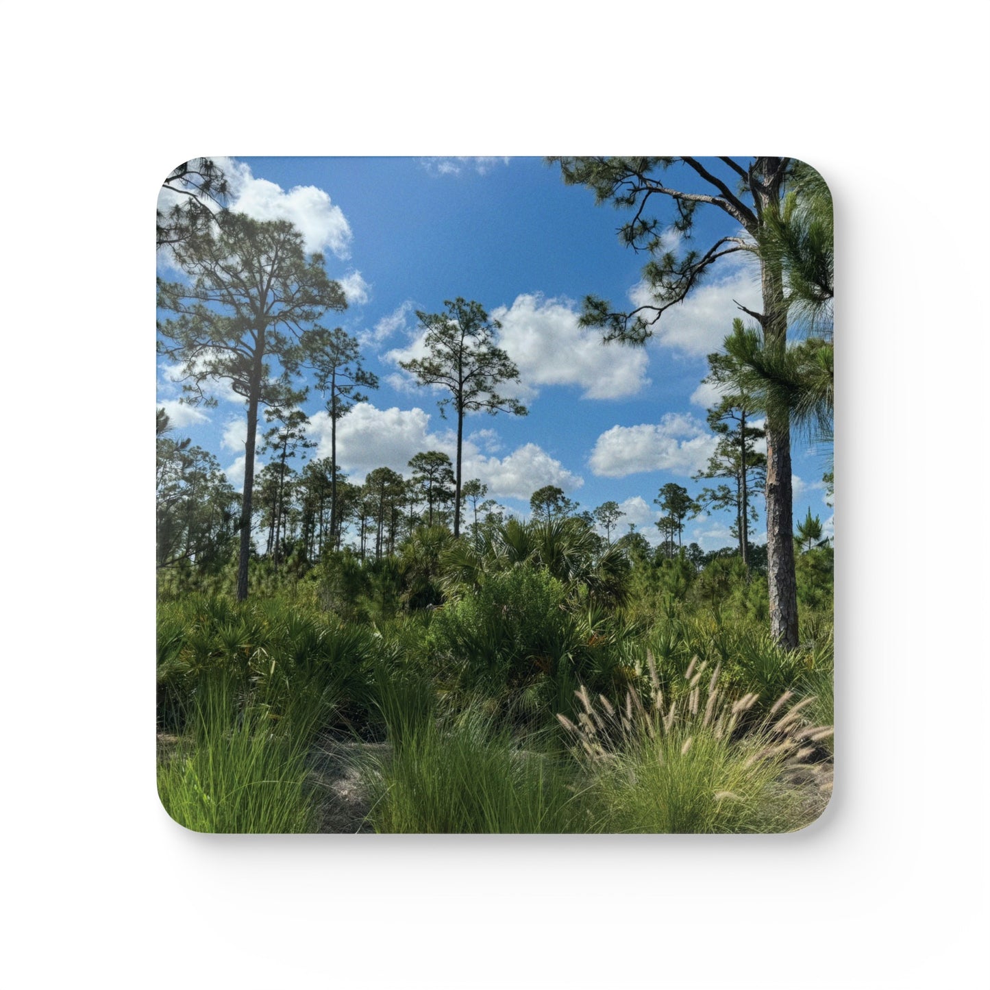 Corkwood Coaster Set- Babcock Ranch Preserve