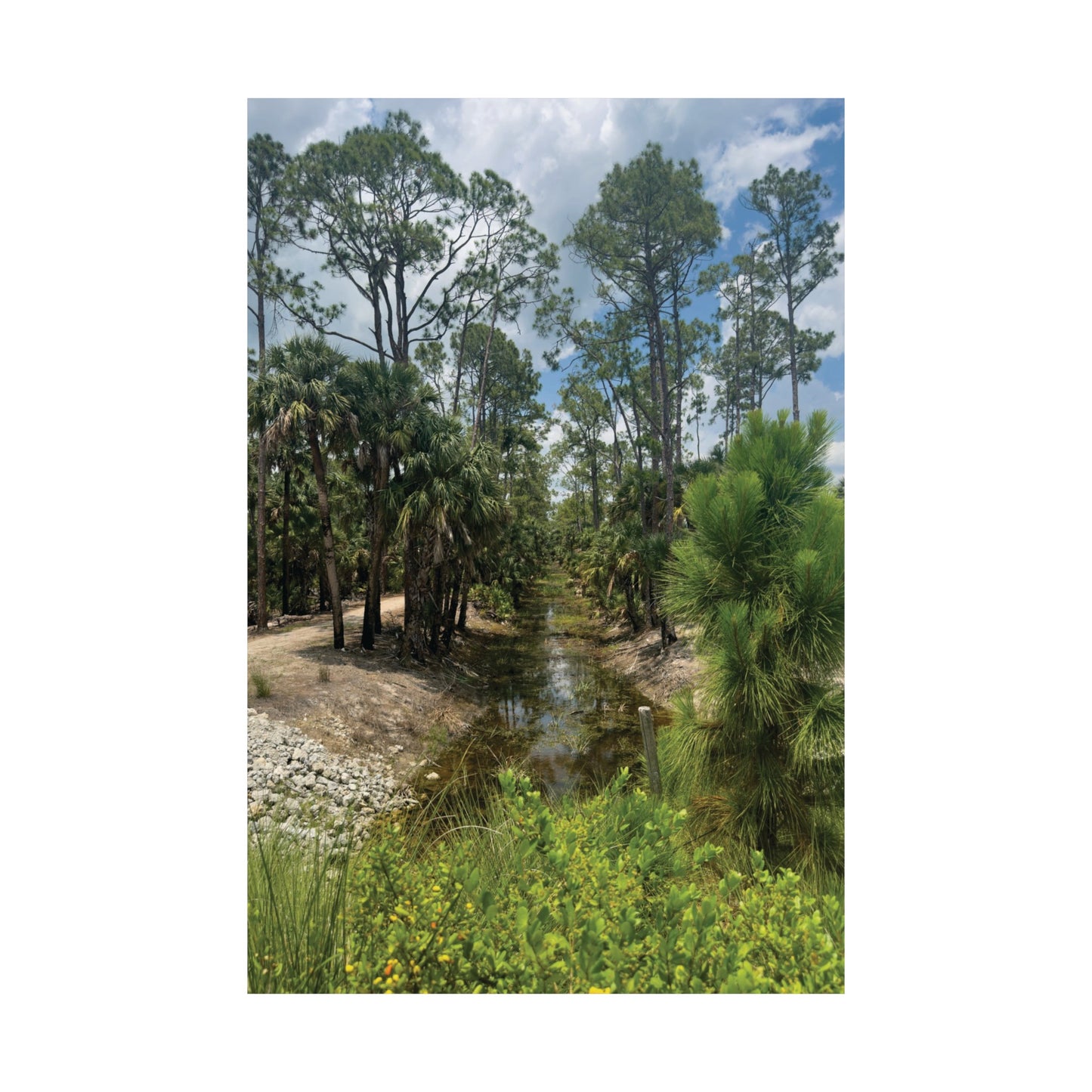 Matte Vertical Posters- Babcock Ranch Nature Trail