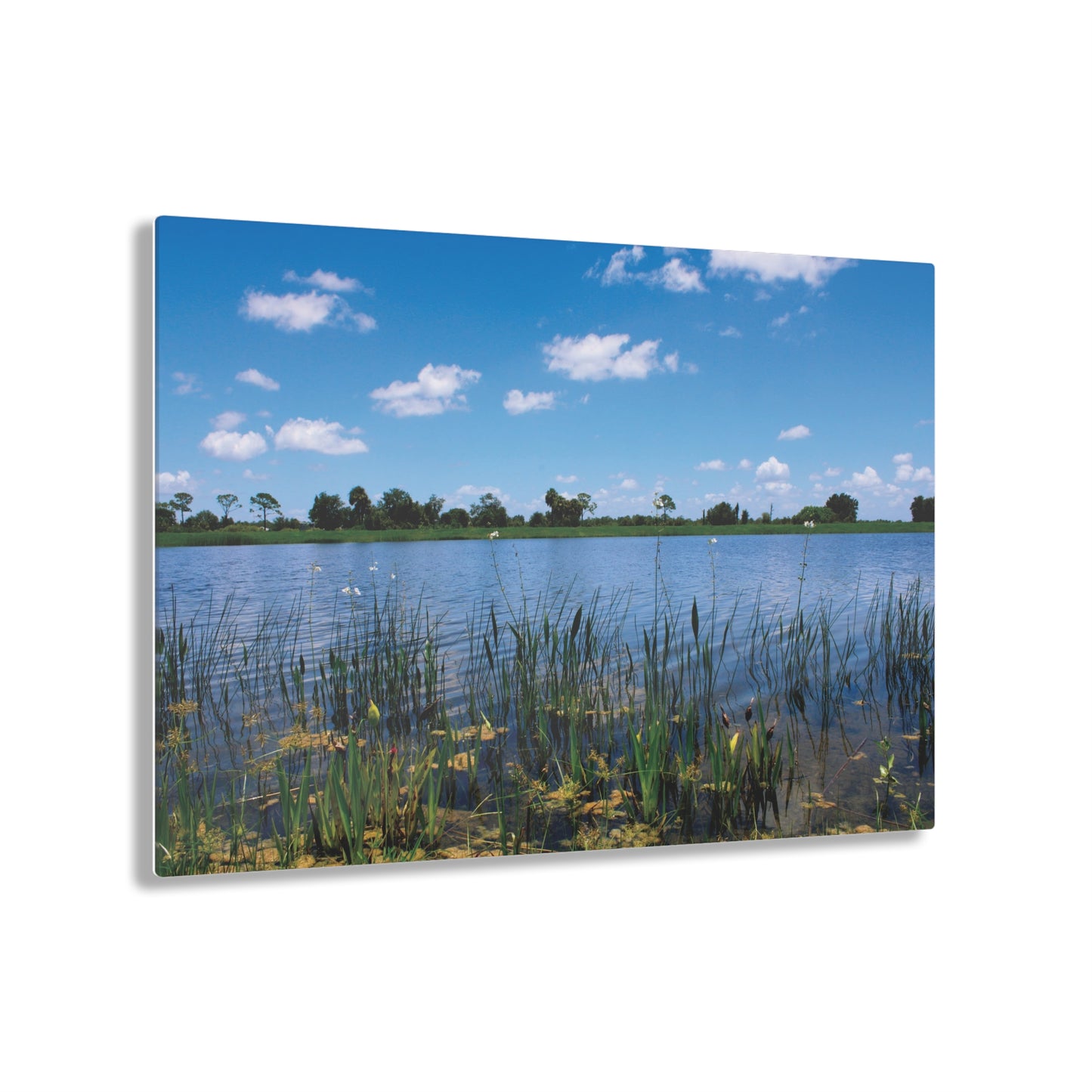 Acrylic Prints