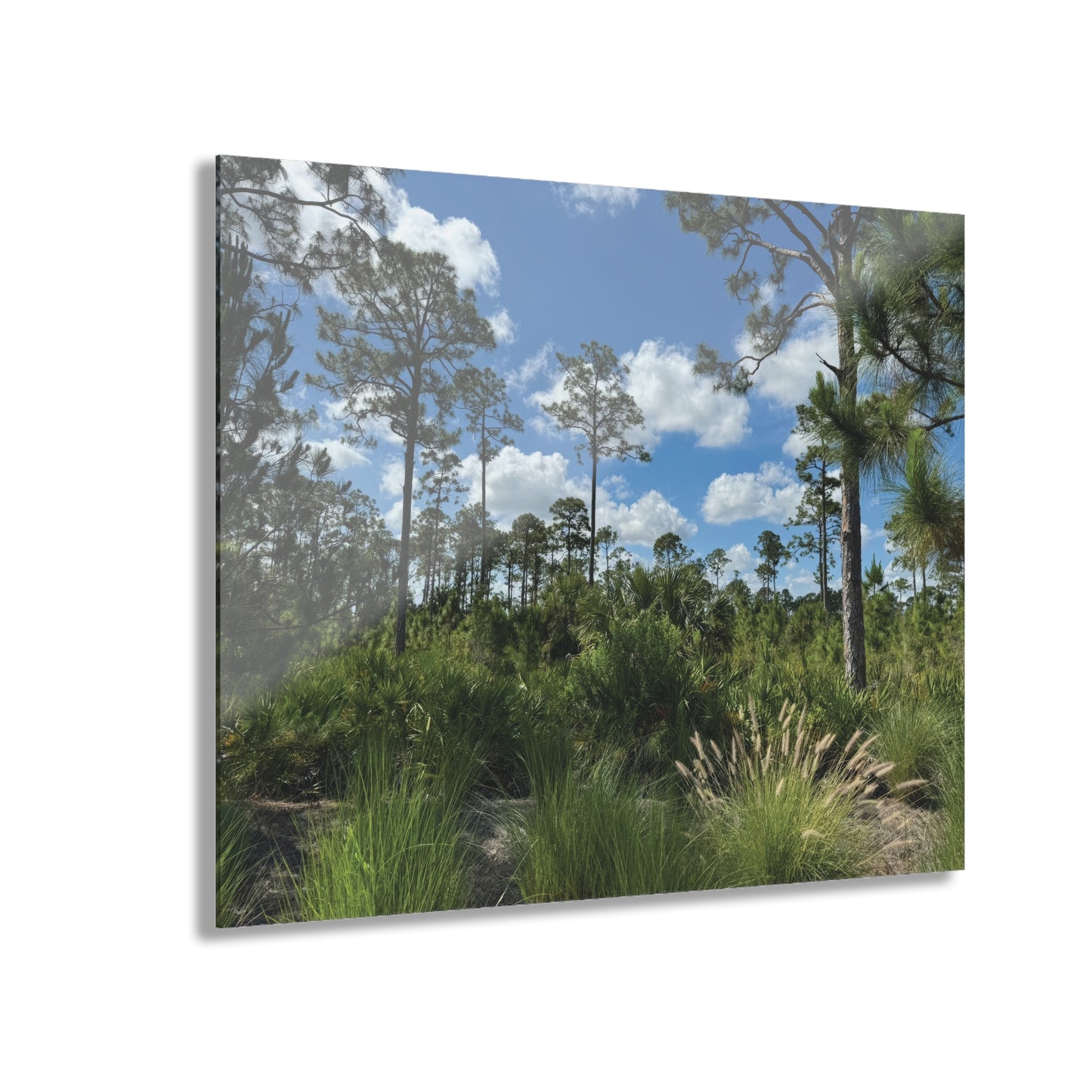 Acrylic Prints (French Cleat Hanging)-Babcock Ranch Preserve